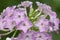 Paniculate phlox garden phlox in bloom, close up shot