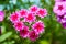 Paniculate phlox garden phlox in bloom. Red bouquet on a flower bed