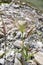 Panicum capillare in bloom