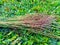 panicum firgatum or panic grass has small stems 3-4 feet