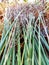 panicum firgatum or panic grass has small stems 3-4 feet tall and its flower plumes are 7 feet long on dry grass