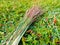 panicum firgatum or panic grass has small stems 3-4 feet tall and its flower plumes are 7 feet long on green grass