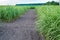 Panicum virgatum, commonly known as switchgrass for Biofuel Prod