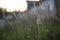 PANICUM VIRGATUM. a field of tall grass with fluffy spikelets