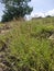 Panicum virgatum grass in bright sunny day. Bukit Asah Bali, Indonesia.