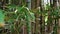 Panning across over vibrant green bamboo forest in afternoon