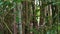 Panning across over vibrant green bamboo forest in afternoon