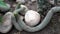 Panning Along a Cactus