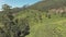 Panning the beautiful landscape of a valley of the Western Ghats mountain range near the countryside tea plantation town of Munnar