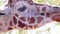 A panning close up of a Masai giraffe fac