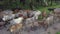 Panning cows rest at oil palm plantation at Malaysia