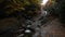 Panning Down Sams Branch Along Blue Ridge Parkway