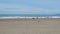 panning footage of Ocean Beach with people relaxing in the sand and surfing, blue ocean water, brown, seagulls in flight