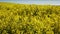 Panning footage of rapeseed fields