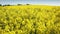 Panning footage of rapeseed fields