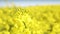 Panning footage of rapeseed fields