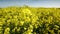 Panning footage of rapeseed fields