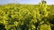 Panning footage of rapeseed fields