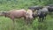 Panning group of pink and black buffaloes