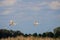 Panning image of two mute swans flying away in a national Park near in Maastricht