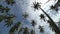 Panning look up coconut palm tree under blue sky