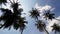 Panning look up silhouette coconut tree