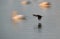 A panning motion blur shot of a little cormorant flying at Uppalapadu Bird Sanctuary, India