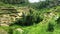 Panning over rice terraces with harvested rice paddies in Indonesia, palm trees in the jungle background, tropical wild forest,