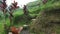 Panning over rice terraces with harvested rice paddies in Indonesia, palm trees in the jungle background, tropical wild forest,