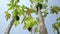 Panning- Papaya tree