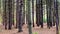 Panning: pine forest pan view, New England, US