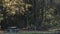 Panning shadow filled forest with maples near picnic bench