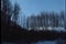 Panning shot of bare trees in winter