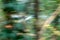panning shot of a car photographed through trees