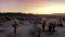 Panning shot of dawn at the Cholla Cactus Garden at Joshua Tree National Park