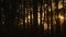 Panning shot of sun setting on the horizon, sunset through trees in a forest