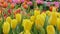 Panning shot of yellow tulips flower