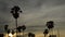 Panning of silhouette toddy palm tree on sunset sky in paddy field