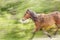 Panning of a small wild portuguese horse