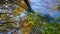 Panning time-lapse of trees near the peak of fall color