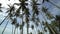 Panning of tropical coconut trees