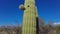 Panning Up Bright Green Saguaro Cactus With Blue Sky