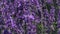 Panning video of dense flowering lavender plants, latin name Lavandula Angustifolia, also known as English Lavenderr