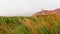 Panning view corn crop field with historical landmark in Armenia - Khor Virap monastery