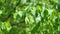 Panning view of leaves of tree Eucommia Ulmoides in gentle wind