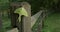Panning view of Lime-green Luna Moth on Split Rail Fence Post Wide Angle