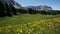 Panning view of Sass Ciampac Ciampatsch with a foreground of globeflower wildflowers Trollius europaeus in the Dolomites