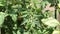 Panning view of tomato plants with green and orange tomatoes.