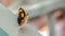 Pano Focus on a small beautiful butterfly with bright yellow spots on its black wings