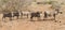 Pano image of warthog family standing in dry bush looking